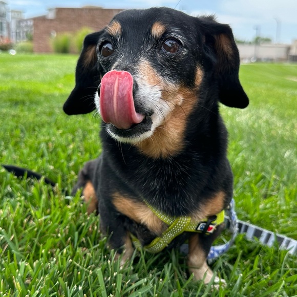 ✨BACKUP LISTING! 🎏LIKE FOR LIVE SHOWS NOTIFICATIONS!✨ - Picture 4 of 13